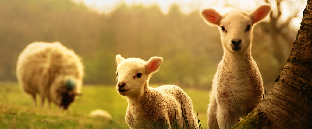 Объявления о сельскохозяйственных животных | ЗооТом - продажа, вязка и услуги для животных в Елабуге