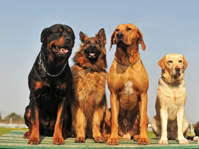 Крупные породы собак в Елабуге | ЗооТом портал о животных
