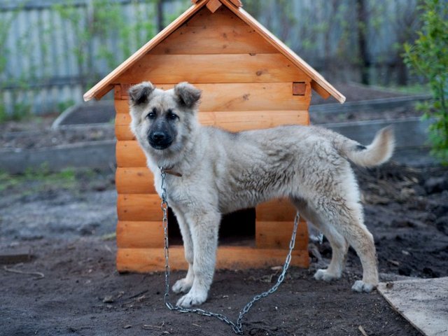 Все о собаках в Елабуге Все о собаках в Елабуге